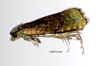 Pammene rhediella