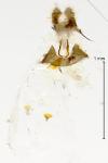 Pammene rhediella