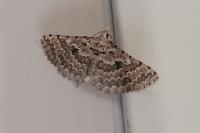 Alucita grammodactyla