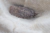 Agonopterix rutana