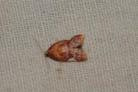 Acleris holmiana