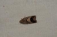 Cydia splendana