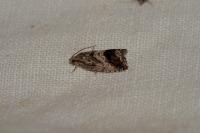 Cydia splendana