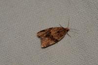 Epagoge grotiana