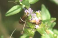 Adela australis