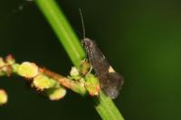 Lampronia morosa