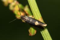 Lampronia morosa