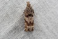 Epiblema costipunctana