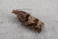 Epiblema costipunctana