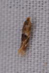 Bucculatrix ulmella