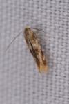 Bucculatrix ulmella