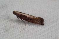 Acrolepiopsis vesperella