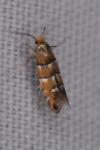 Phyllonorycter klemannella