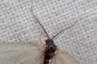 Rebelia plumella surientella