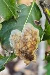 Phyllonorycter belotella