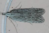 Anarsia