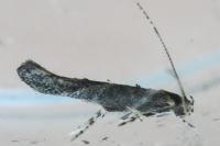 Coccidiphila