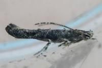 Coccidiphila