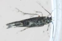 Coccidiphila