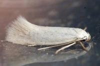 Elachista argentella