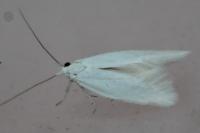 Elachista argentella