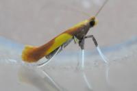 Caloptilia alchimiella
