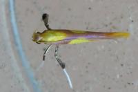 Caloptilia alchimiella