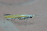 Coleophora