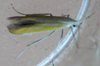 Coleophora