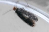 Stigmella