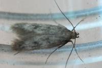 Borkhausenia