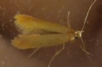 Tischeria