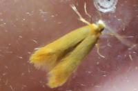 Tischeria