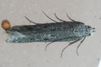 Oxypteryx helotella