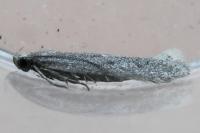 Oxypteryx helotella