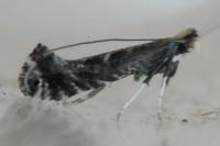 Parornix