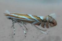 Phyllonorycter