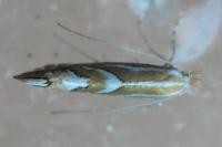 Phyllonorycter