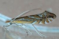 Phyllonorycter