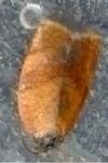Cacoecimorpha pronubana