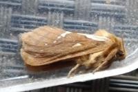 Korscheltellus lupulinus