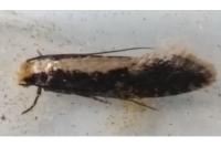 Monopis crocicapitella