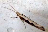 Plutella xylostella