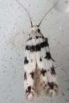 Pseudotelphusa scalella