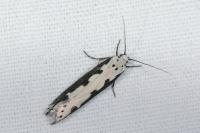 Ethmia bipunctella
