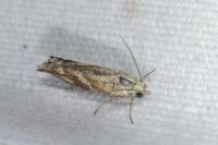 Thiodia citrana