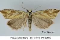 Thiodia citrana