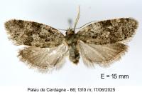 Cnephasia asseclana