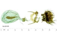 Cnephasia asseclana