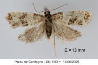 Isotrias rectifasciana